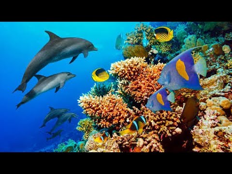 Egypt Hurghada Under Red Sea 4K - Incredible Underwater World