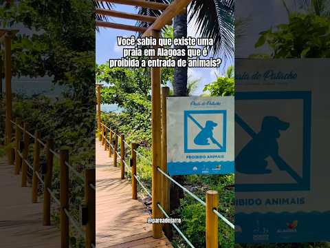 VOCÊ SABIA QUE EXISTE UMA PRAIA EM ALAGOAS QUE É PROIBIDA A ENTRADA DE ANIMAIS? #alagoas #pets #trip