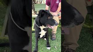 Video preview image #1 Labrador Retriever-Unknown Mix Puppy For Sale in Pasadena, CA, USA
