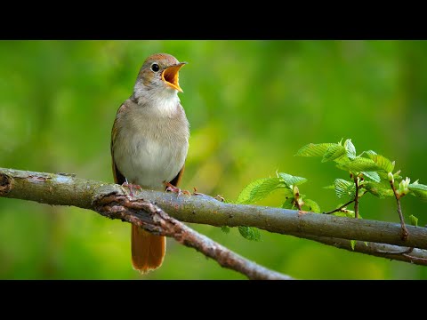 Nightingale singing | The best bird song in the world | Luscinia megarhynchos