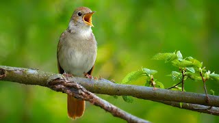 Download lagu Nightingale Singing: The Best Bird Song in the World ~ Luscinia megarhynchos mp3 Download lagu Nightingale Singing: The Best Bird Song in the World ~ Luscinia megarhynchos mp3