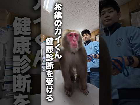 【血を抜く】お猿さんの本格的すぎる健康診断を公開