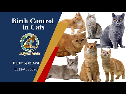 Birth Control in Cats