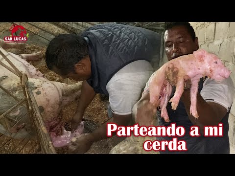 Parto de una cerda | Primeras atenciones a los lechones | Granja San Lucas