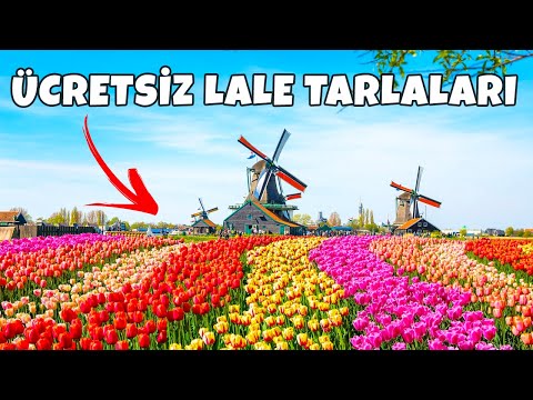 Hollanda Lale Bahçeleri 🌷 ve Hobbit Köyü Giethoorn | VLOG