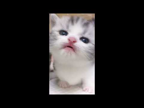 cute cats that will steal your heart