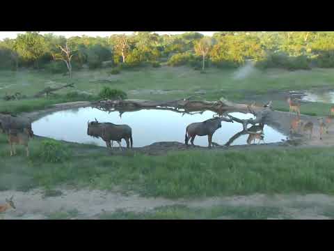 Djuma: Impalas and Wildebeest - 18:18 - 01/23/19