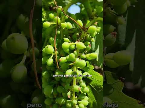 El pasado  lunes 24 fué el día del Vino, y tenemos una recomendación para vos si venís a Catamarca