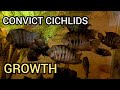 Convict Cichlid Tank Transformation  (After 1 year)