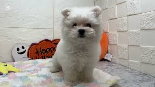 ハーフ犬の動画01