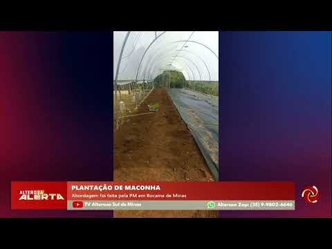Plantação de maconha é descoberta em Bocaina de Minas