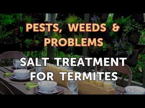 Salt Treatment for Termites