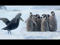 Penguin Chicks Rescued By Unlikely Hero Spy In The Snow BBC Earth