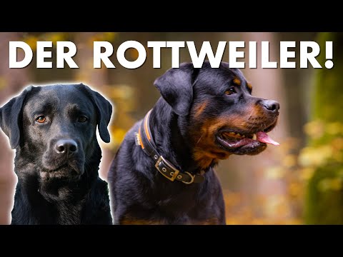 Cedric der Labrador - 265 | Der Rottweiler!