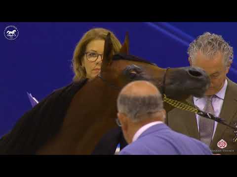 N 24 WARD AL BIDAYER   Dubai Arabian Horse Show 2020   Yearling Fillies Class 2A