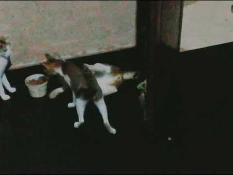 Kunjan. Piedai. Hayi.