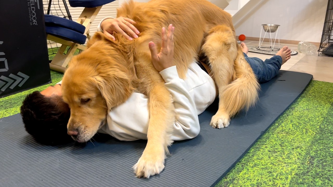 大好きなご飯には「まて」が出来るのに、パパには「まて」が出来ないゴールデンレトリバー