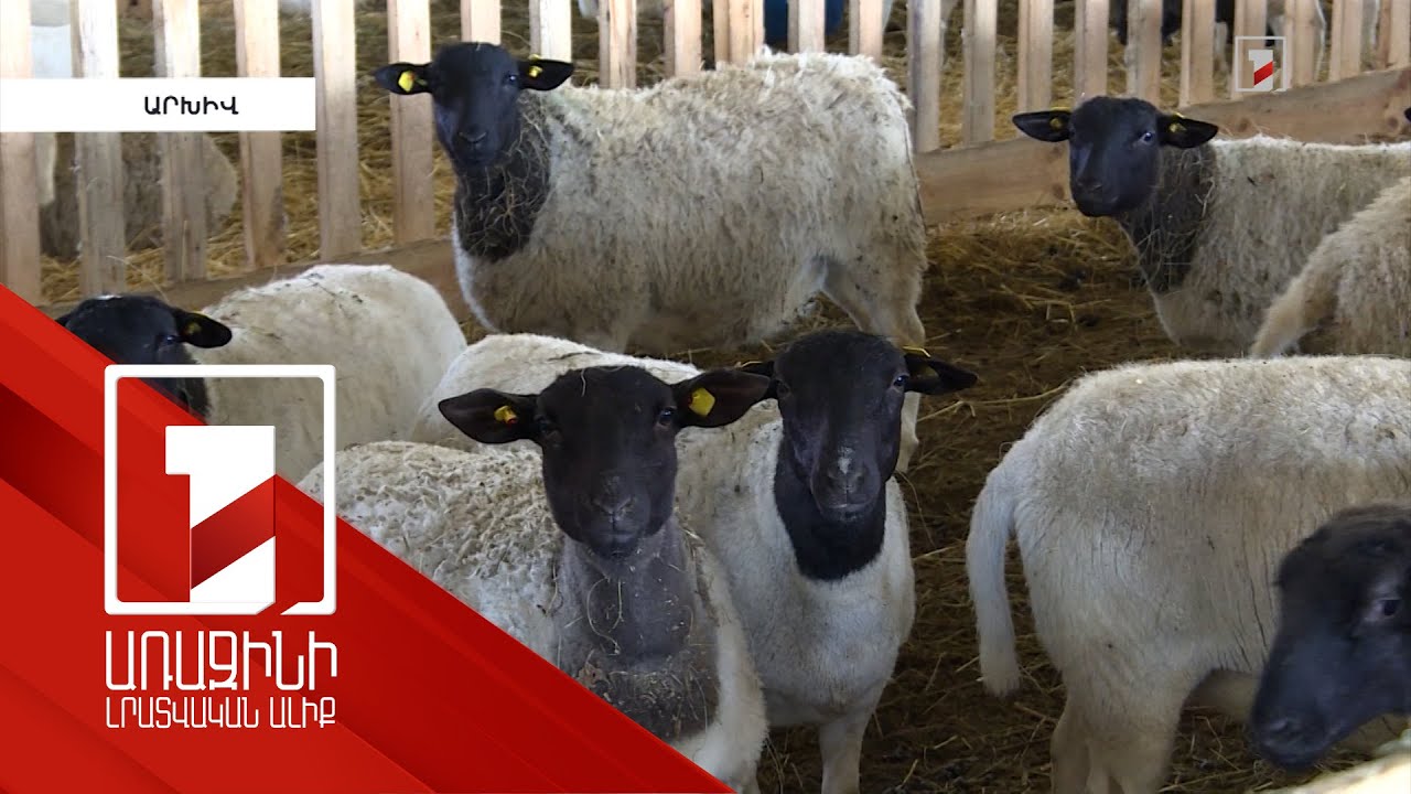 Պետությունը շարունակում է աջակցել ոչխարաբուծության և այծաբուծության զարգացմանը