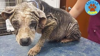 Rescue a Poor Sick Dog No Smile, Just Complete Depression & Hopelessness