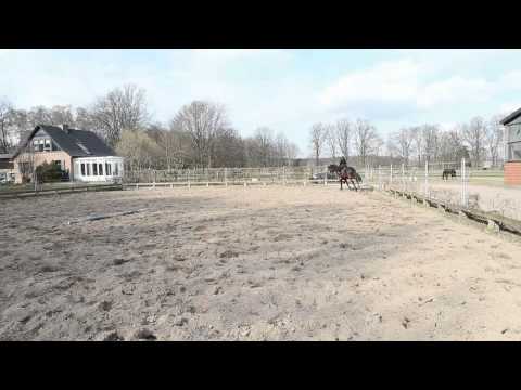 Belissimo M Tochter "Bellissima Leona" aus der Vollschwester von Hochadel