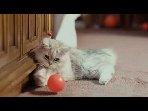 Play Time - Cat playing Football (Soccer)