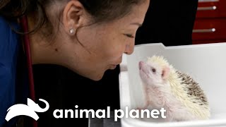 Veterinarians Most Unique Patients and Rescues | Pets and Pickers | Animal Planet