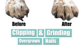 Clipping & Grinding Overgrown Dog Nails | Pet Grooming Tutorial