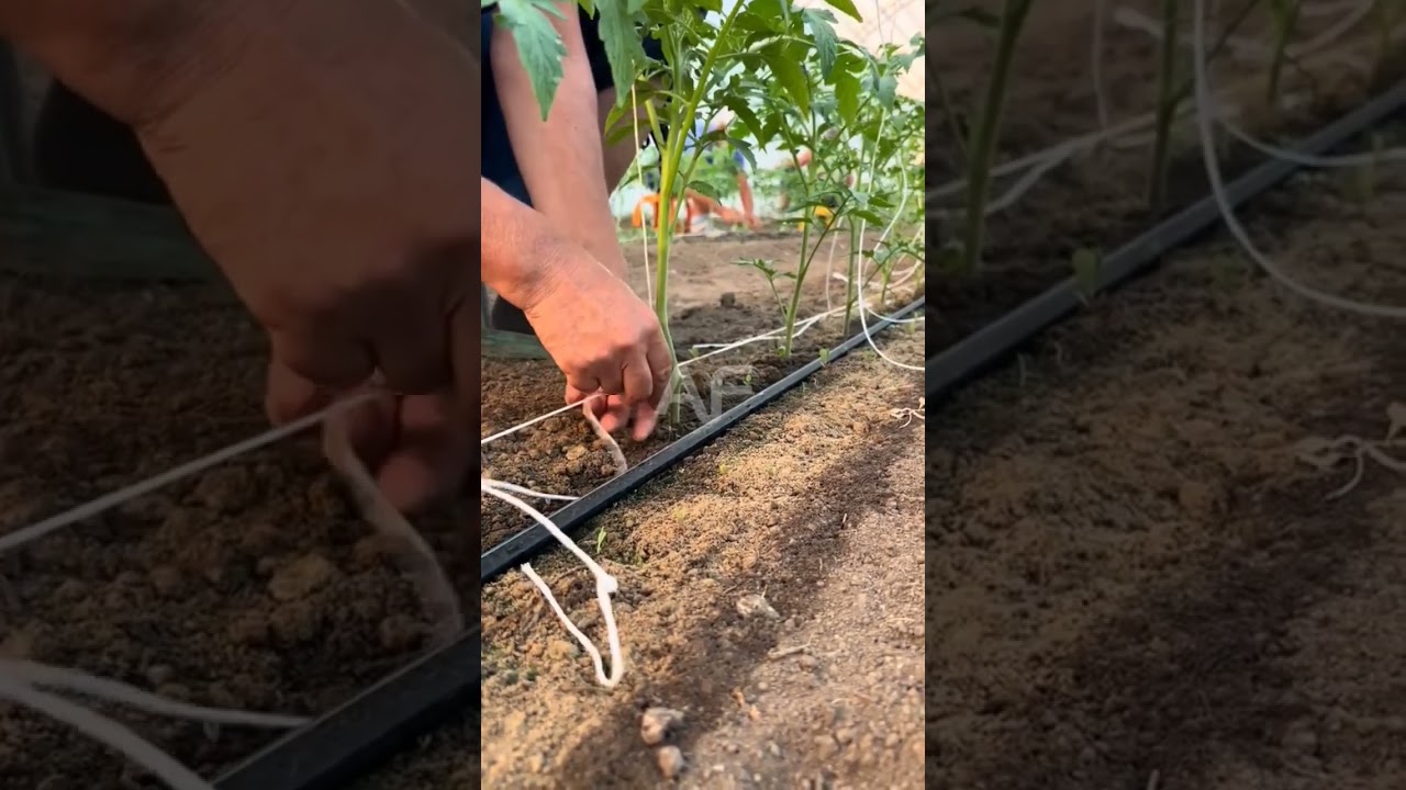 Tomato 🍅 Drip Irrigation System #shorts #youtubeshorts #agriculture #tomato #dripirrigation