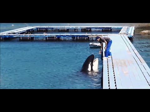 Die Gefangenen Orcas in Japan Taiji