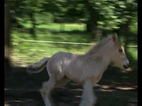 Nochmaaal - Auf dem Bauernhof - Fohlen