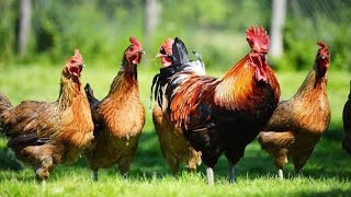 Download lagu Chicken sound cock hen videos for kid chicken hen ... mp3