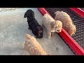 Cockapoo dogs for sale: Caramel  - Video 1
