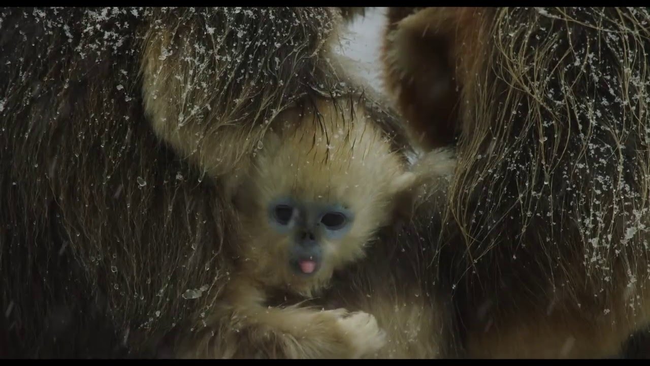 Disneynature's Born in China Official US Trailer
