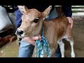 Cuidando Da Vaca E Do Bezerro Recém Nascido Coração Campeiro