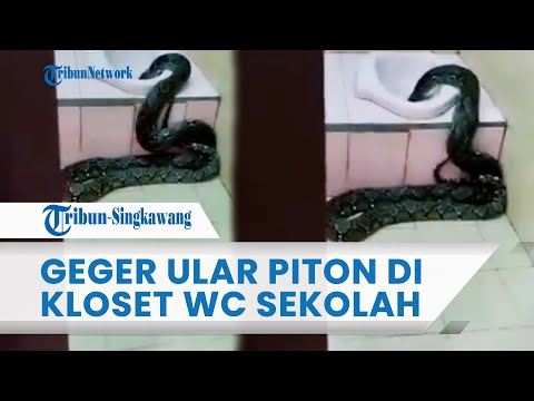 ®️ 🔴 Geger Ular Piton Masuk Kloset Toilet Sekolah