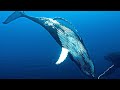 LES GARDIENNES DE LA PLANÈTE Bande Annonce VF 2023 Documentaire Jean Albert Lièvre