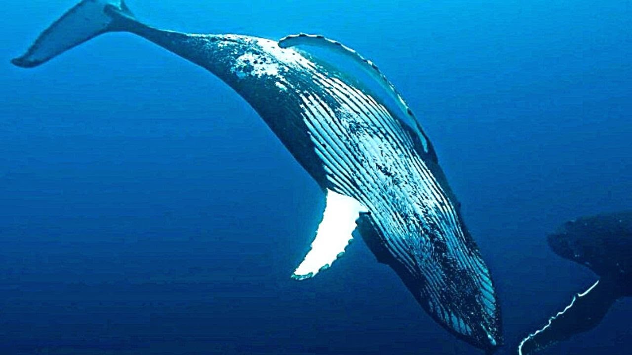 Miniature de la vidéo LES GARDIENNES DE LA PLANÈTE Bande Annonce VF (2023, Documentaire) Jean-Albert Lièvre du film Les Gardiennes de la planète