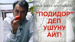 Мыктыбек Астанбектин помидорлору. Базардагыдан кадыресе айырмасы бар.