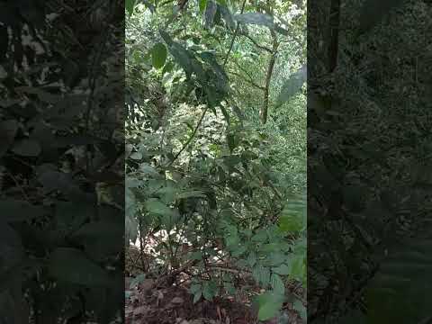CAMINOS DE ORTEGA TOLIMA - ZONA CORDILLERA