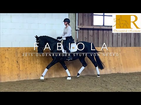 Dressurpferd - 2015 Hannoveraner Stute von Fürstenball, Stm. ca. 1,68, angeritten - Fabiola