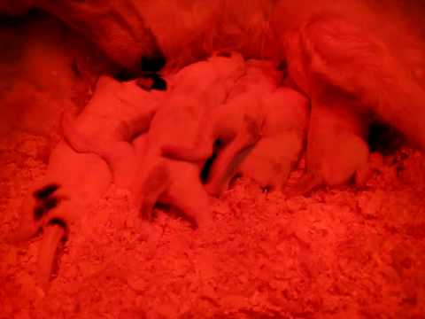 MORE of six day old Borzoi puppies - down on their level