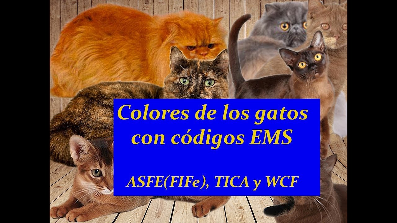 colores de los gatos con codigo EMS