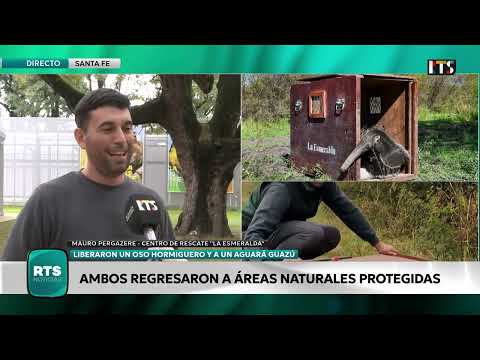 LIBERARON UN OSO HORMIGUERO GIGANTE Y UN AGUARÁ GUAZÚ TRAS SU RECUPERACIÓN EN LA ESMERALDA