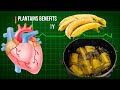 Plantains Nutrition Benefits To The Body