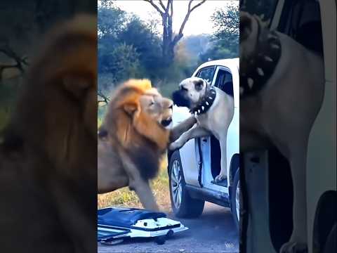 kangal dog vs lion #animals #kangaldog #lion