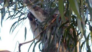 preview picture of video 'Koala and baby in my backyard 015'