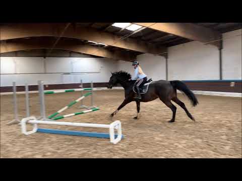 CABAT 7j. Holst. v. Calibat  -for sale-