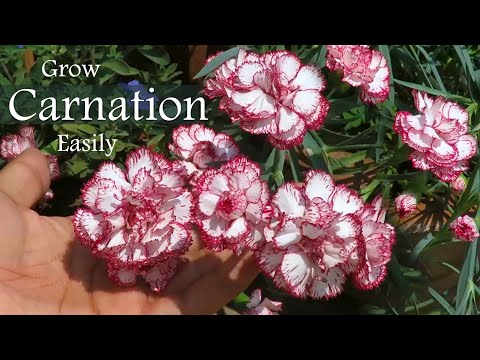 カーネーションの花 | 写真カーネーションの植物の手入れ..ナデシコの花