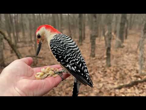 Hand-feeding Birds in Slow Mo - Tufted Titmice, Black-capped Chickadees, Red-bellied Woodpecker
