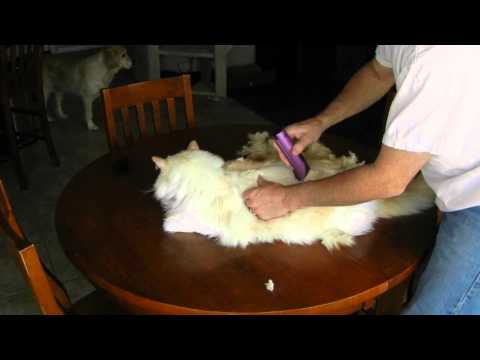 How to shave your cat